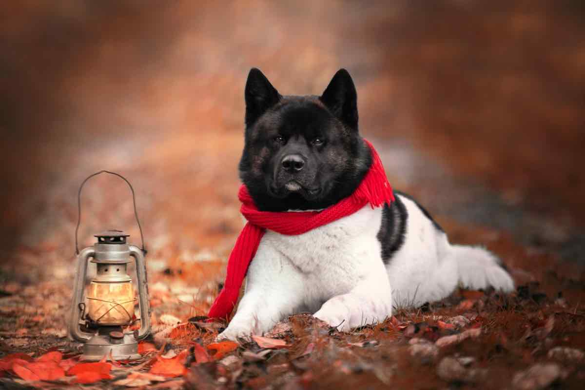 Cane dal pelo lungo con sciarpa rossa in autunno