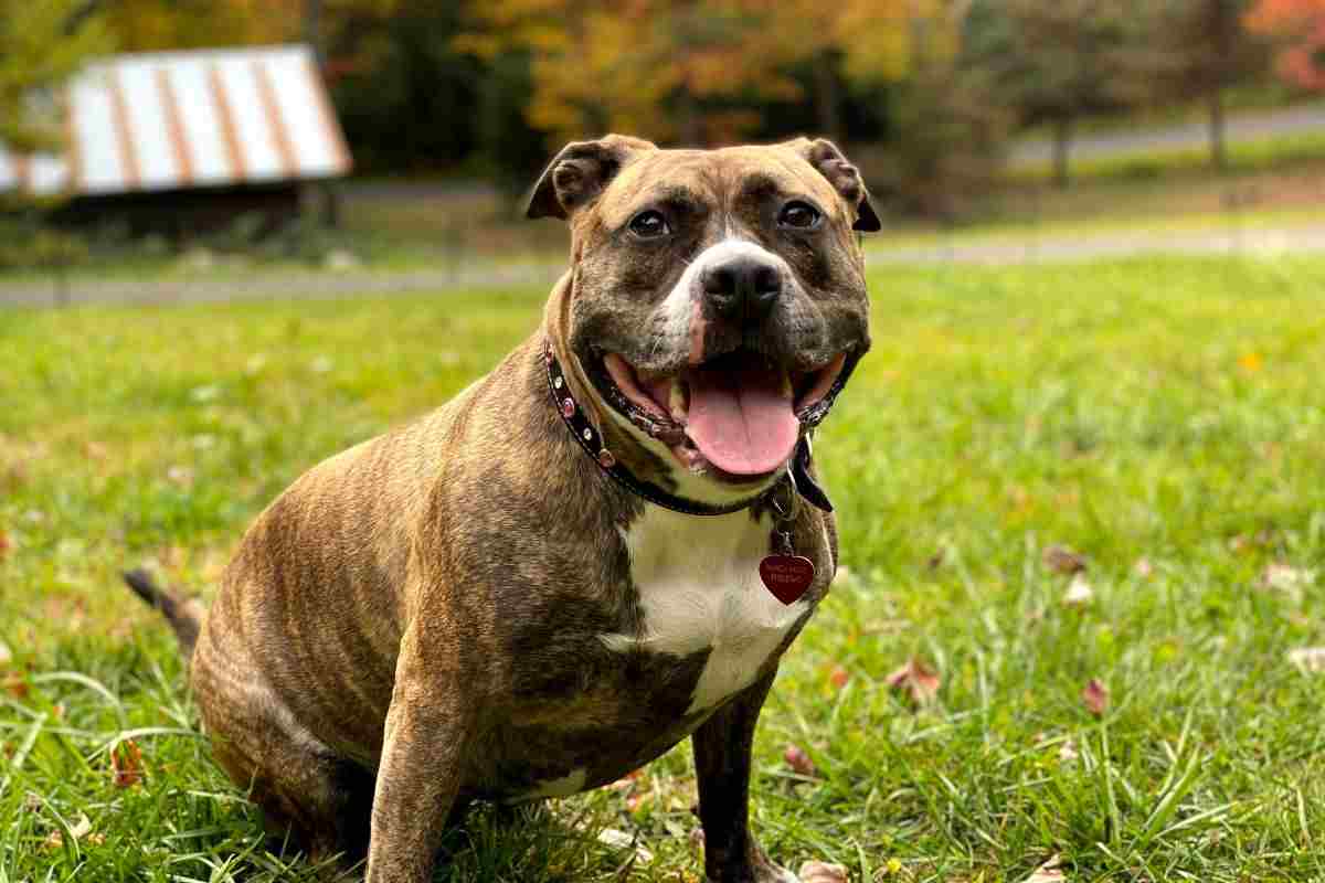 American Staffordshire Terrier