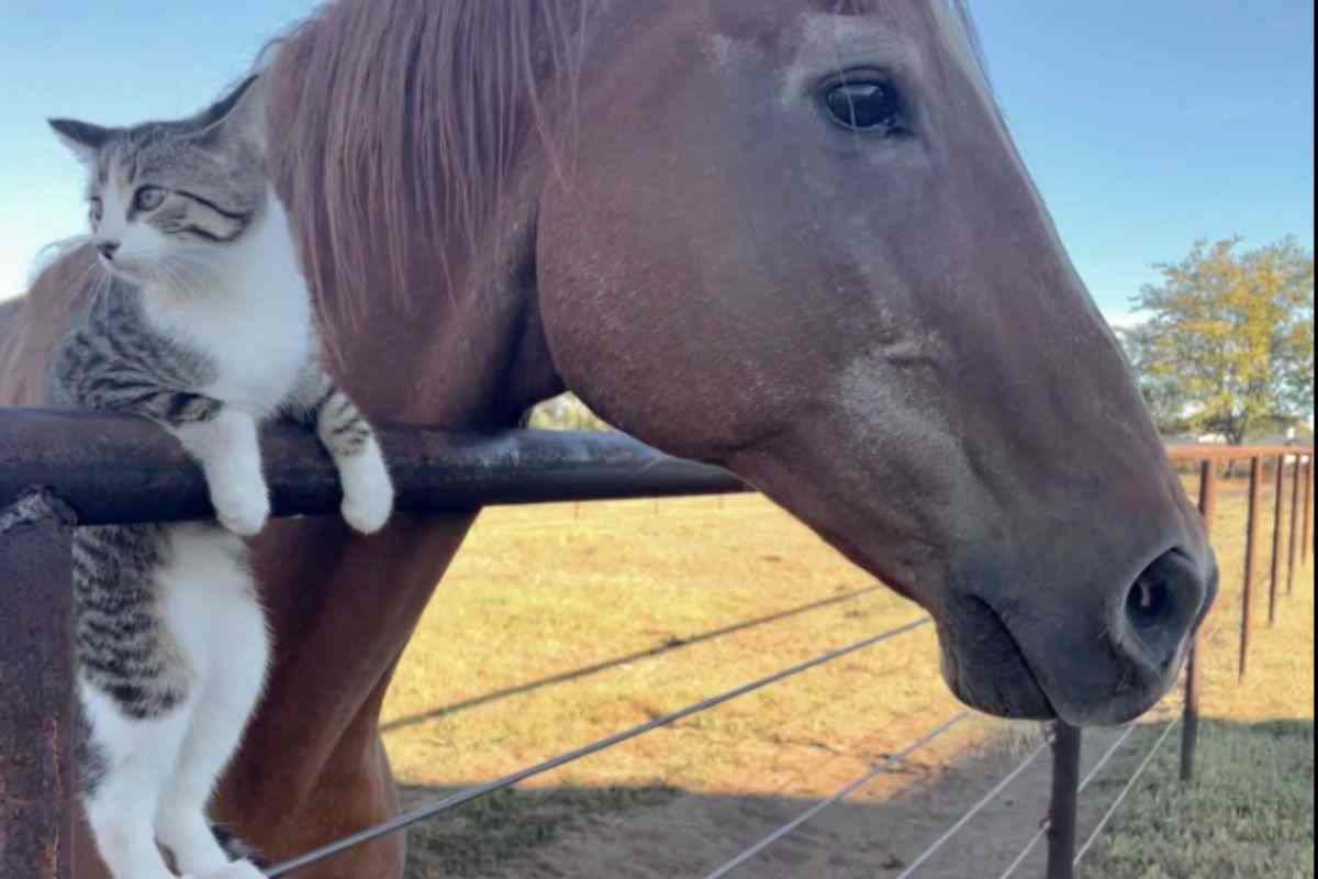 Gatto e cavallo amici