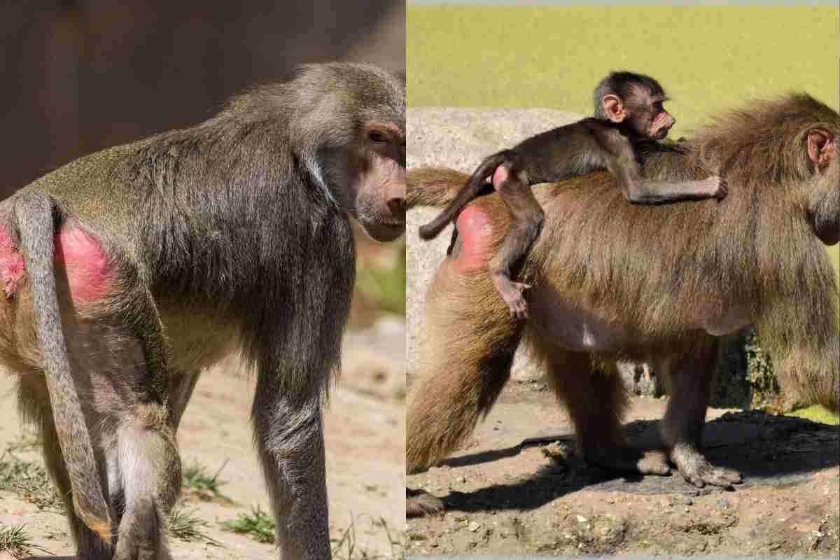 Babbuini sedere