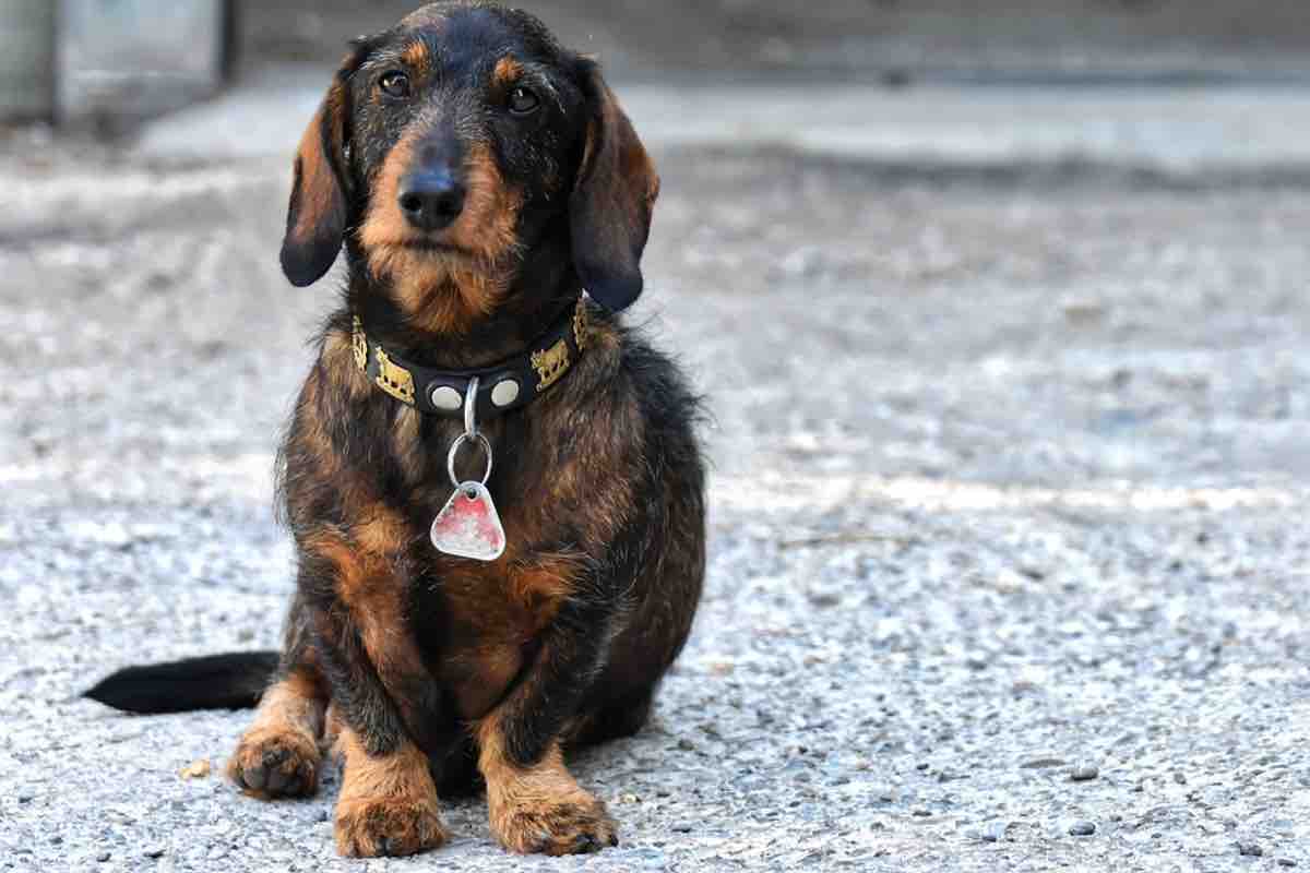 Bassotto (Pixabay Alexas_Fotos - amoreaquattrozampe.live)