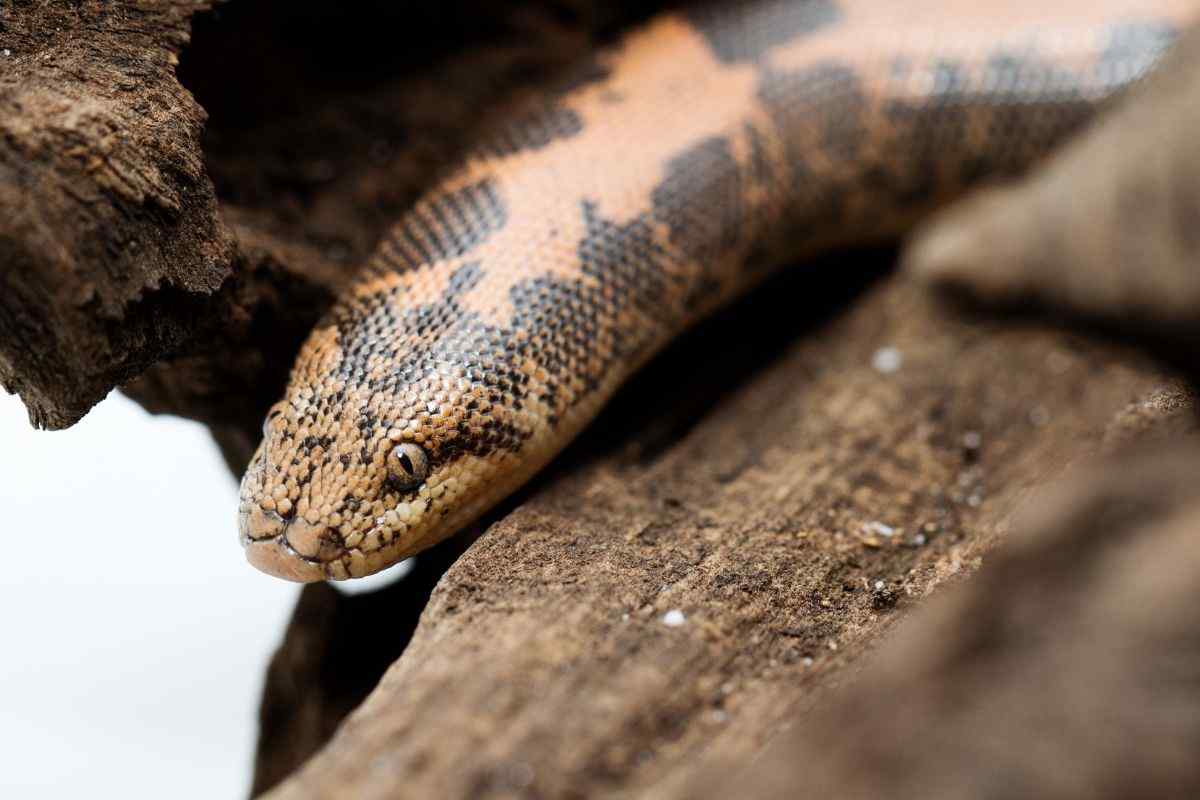 Boa delle sabbie keniota (Gongylophis colubrinus)