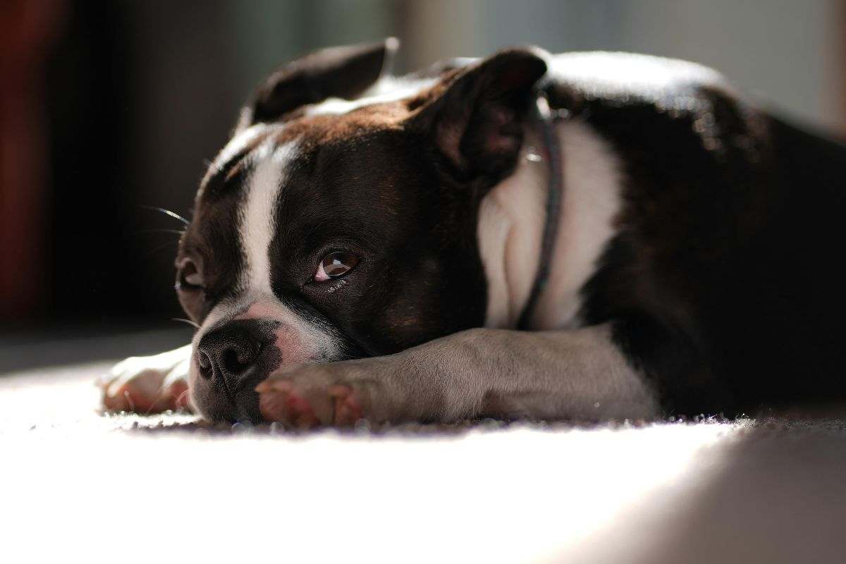Boston Terrier