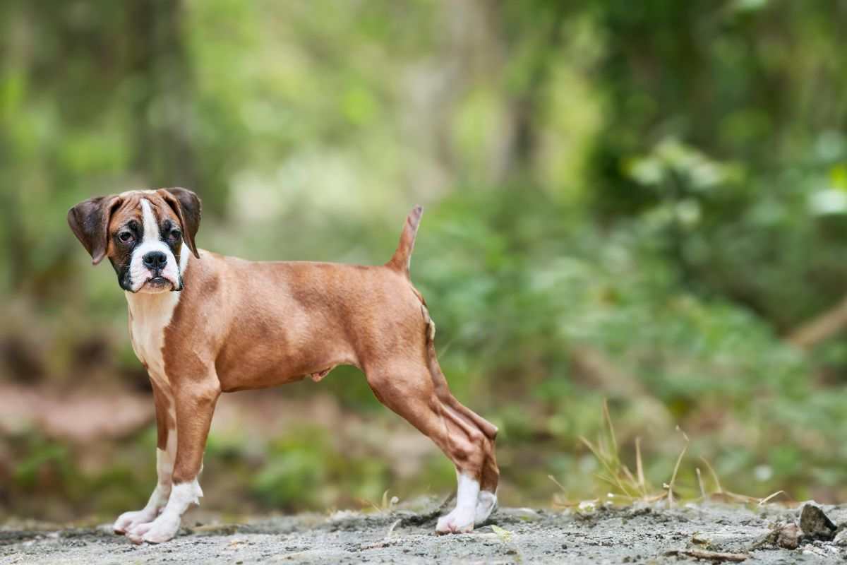 Boxer