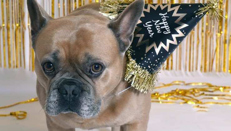 Cane bulldog francese spaventato dai botti di Capodanno