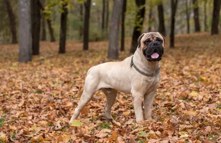 Bullmastiff tra le foglie