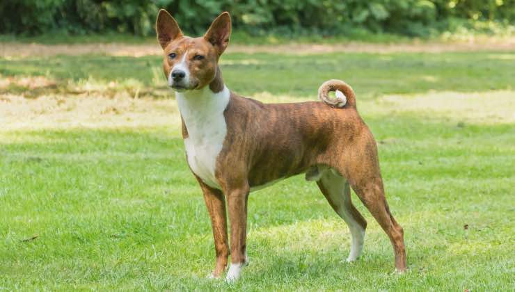 Cane cammina sull’erba senza abbaiare 