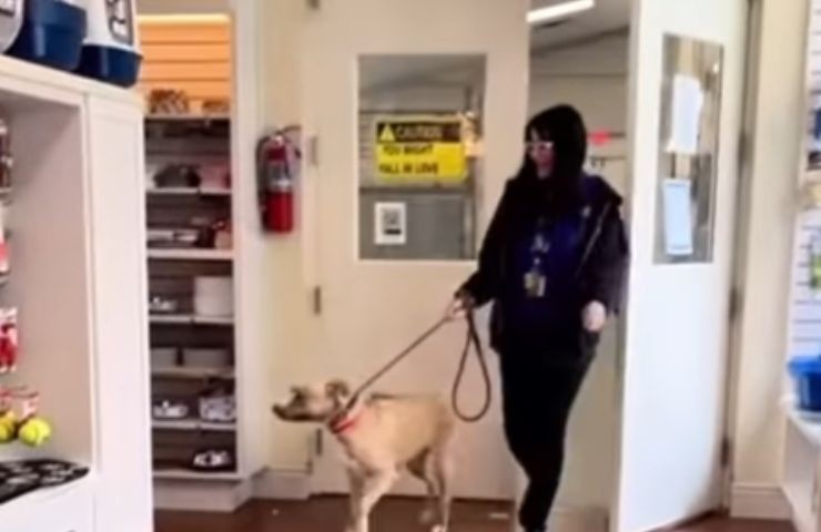 Cane al guinzaglio