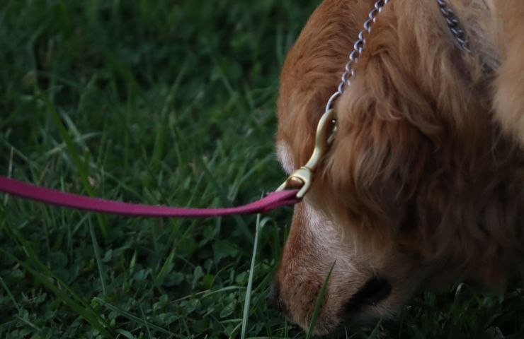 cane al guinzaglio