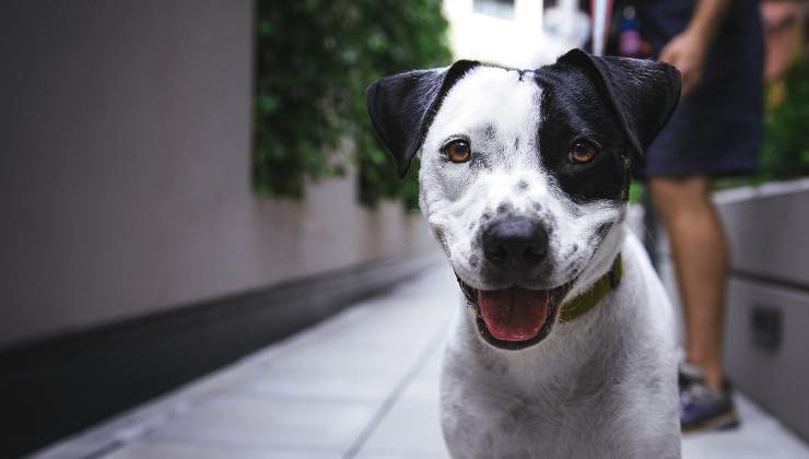Cane bianco e nero felice di rivedere il suo proprietario