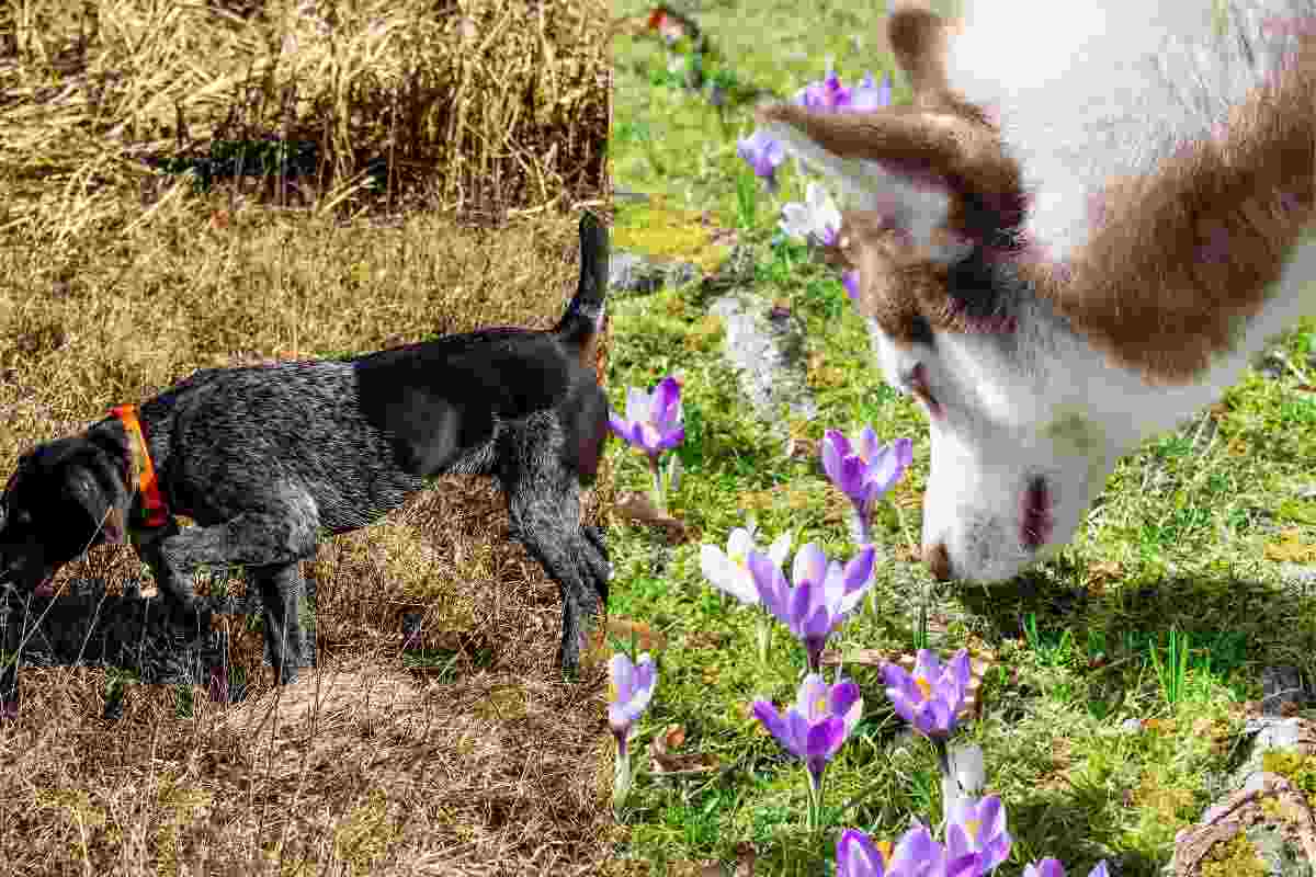 Cane annusa terreno all'aperto 