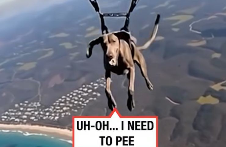 Cane in volo