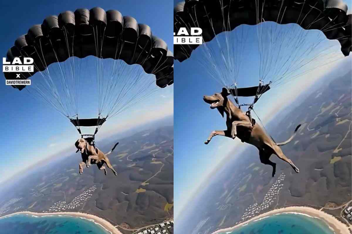 Cane in volo con imbracatura