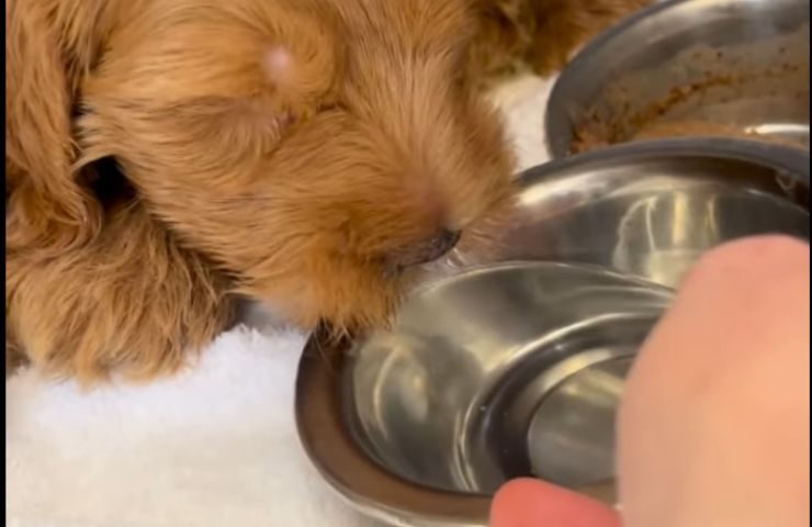 Cane mangia da una ciotola