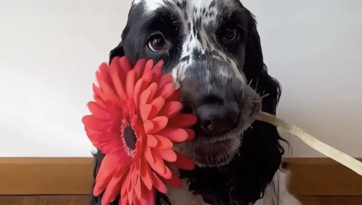 Cane stringe una gerbera rossa
