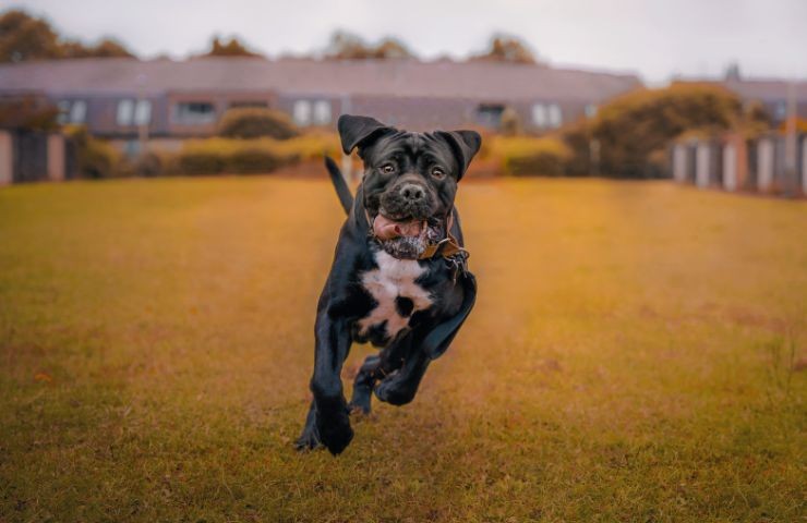 Cane Corso in campagna