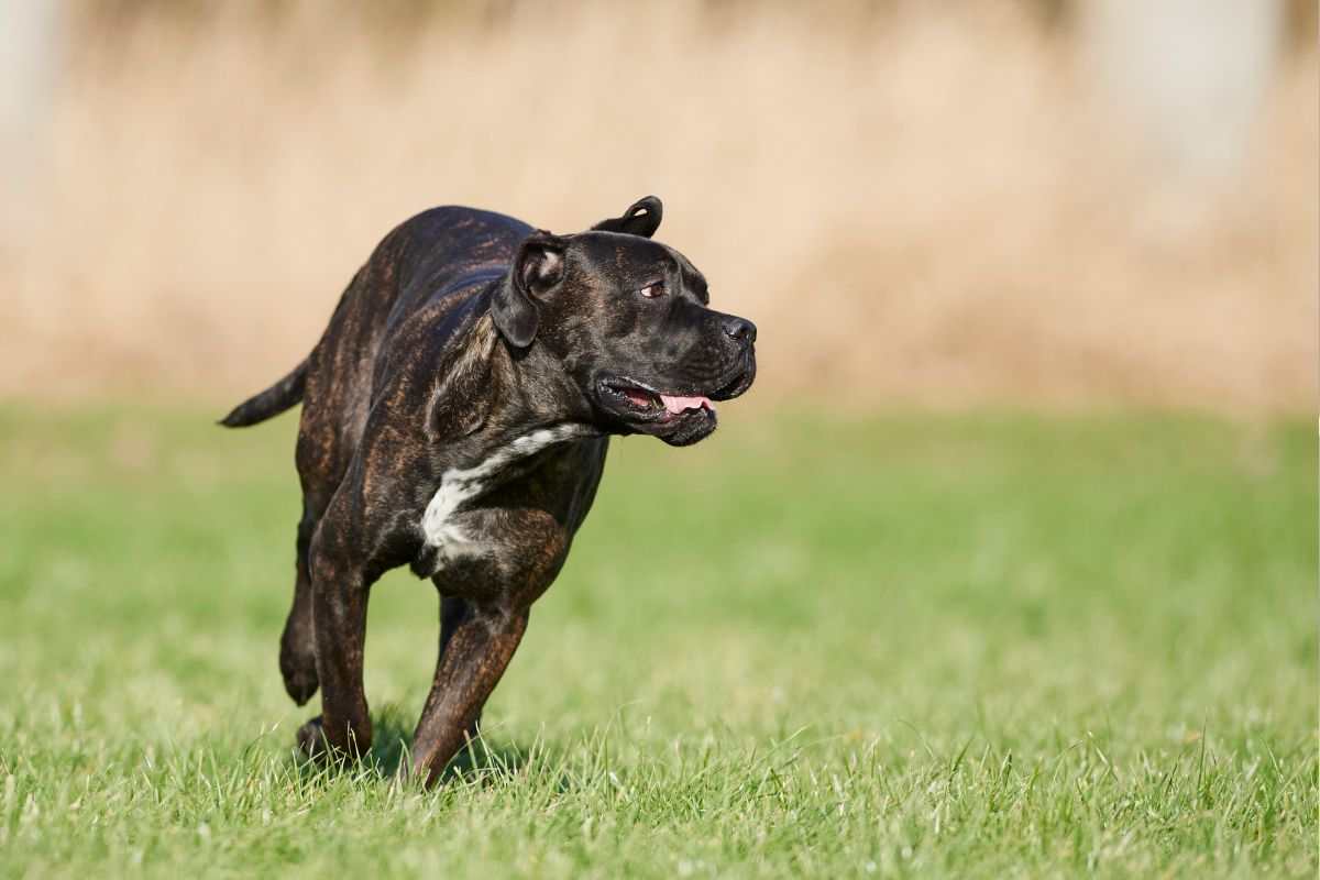 Cane corso