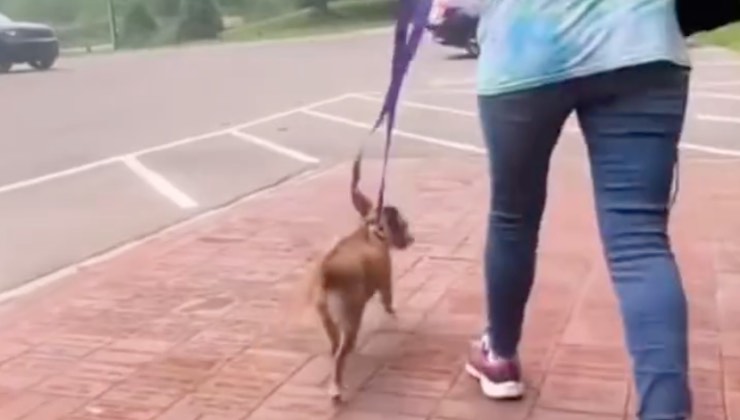 Cane appena fuori dal canile con la sua mamma umana