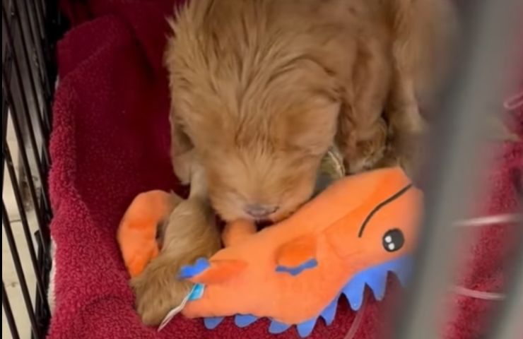 Cane gioca con un pupazzo