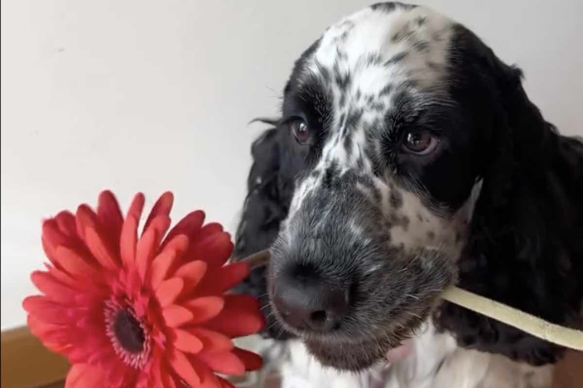 Cane di razza Spaniel Russo con una gerbera rossa in bocca