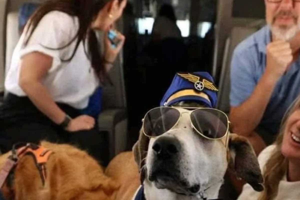 Passeggeri a bordo di un aereo per cani Bark Air