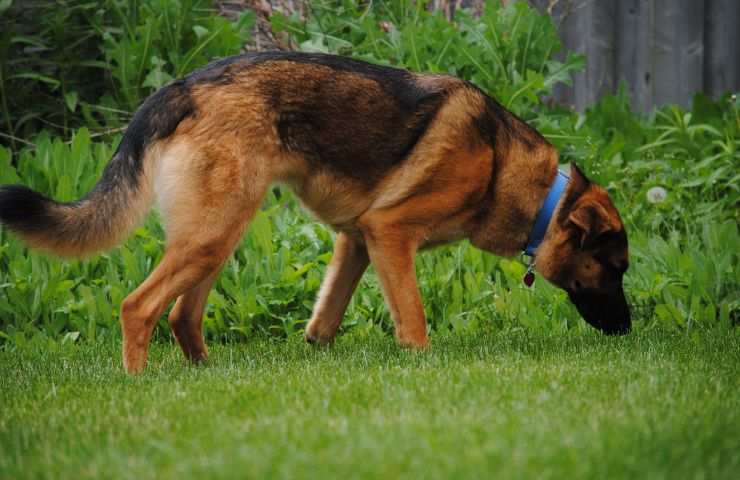 Cane al parco