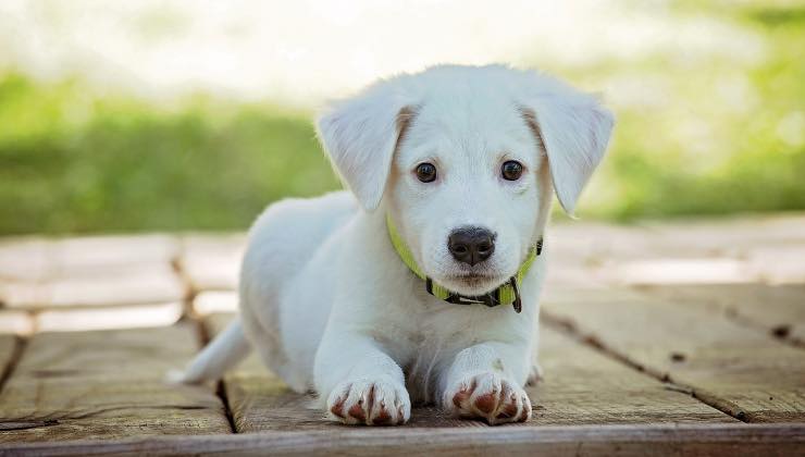 Piccolo cane che aspetta il suo umano nel giardino di casa
