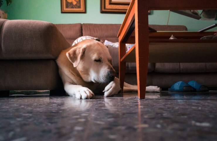 Cane si morde le zampe: quando preoccuparsi?