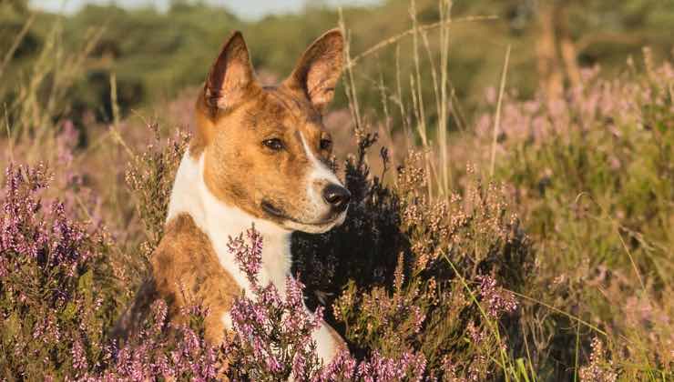 Cane non abbaia nel prato all’ora del tramonto