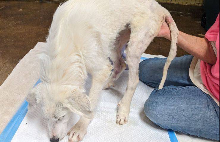 Cane sparato e sopravvissuto