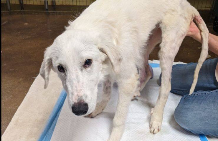 Cane dimagrito e trovato in un fosso