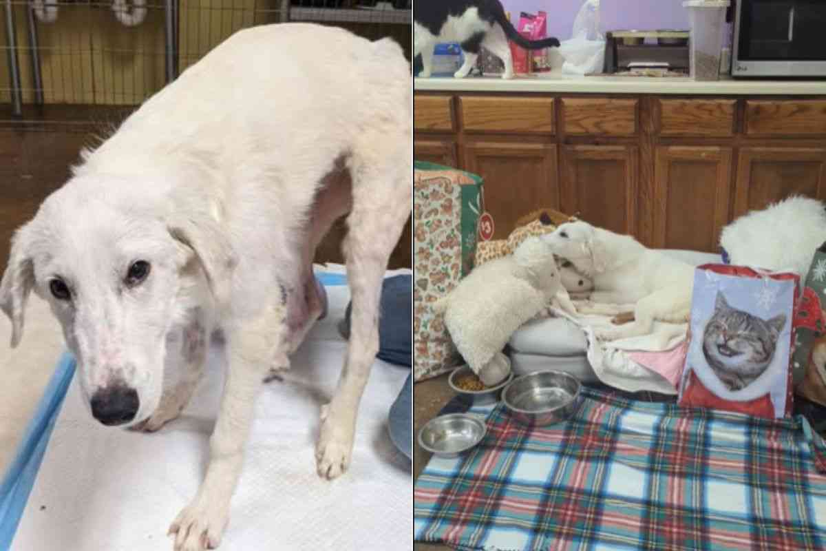 Cane sparato e sopravvissuto