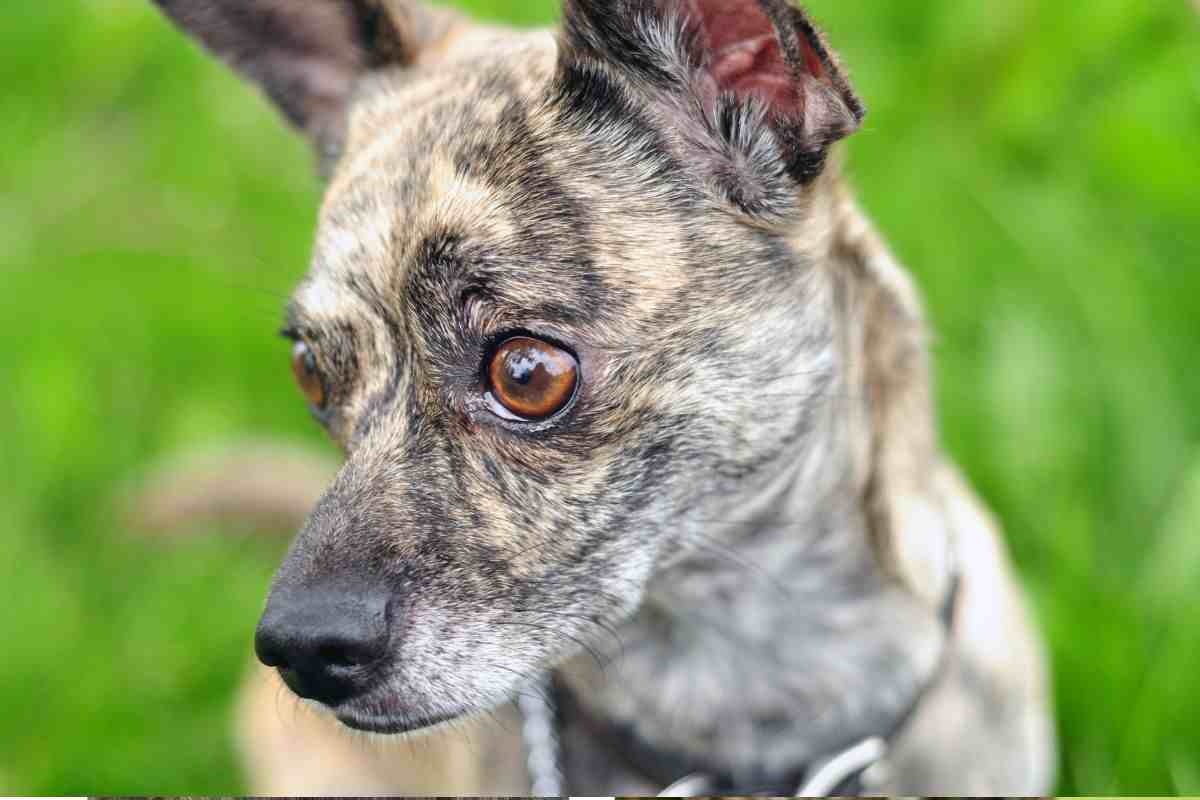 Cane tigrato