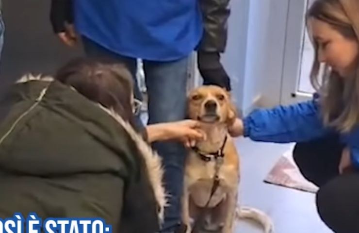 Cane salvato dai volontari