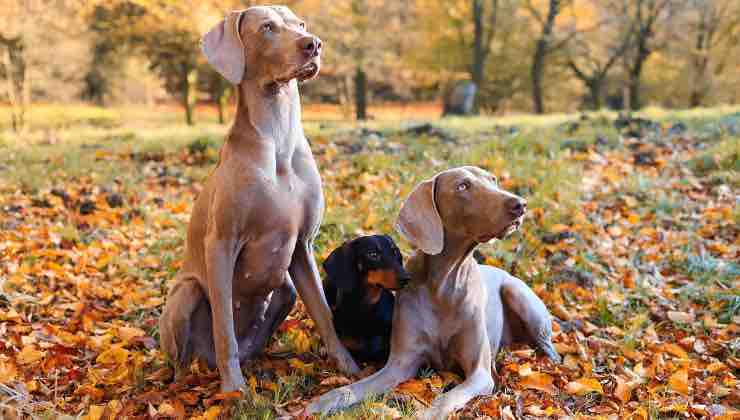Coppia di Weimaraner e bassotto nel prato in autunno 