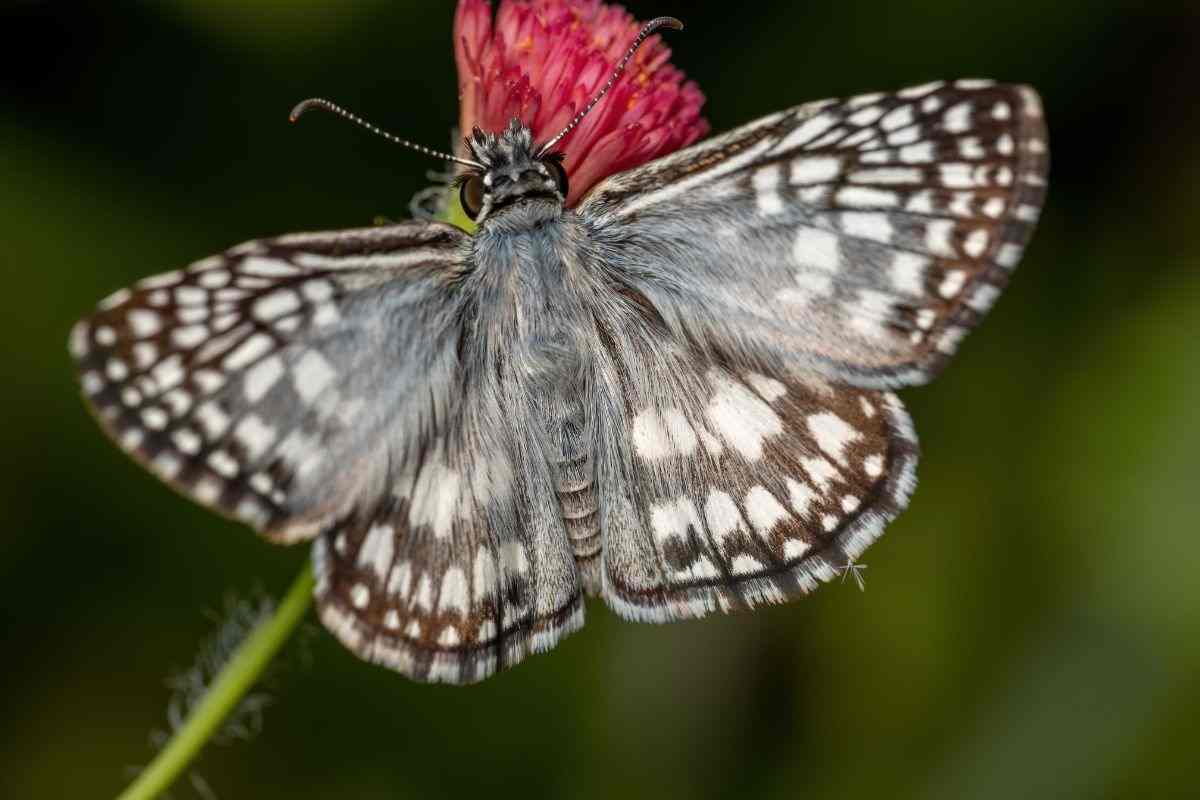 Chequered Skipper