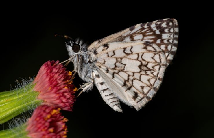 Farfalla su un fiore