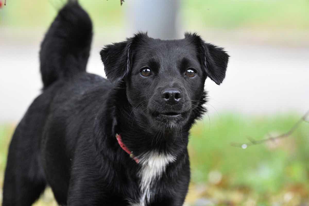 Cane di piccola taglia con lo sguardo preoccupante