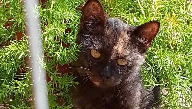 Cucciolo di gatto dal manto tartarugato 