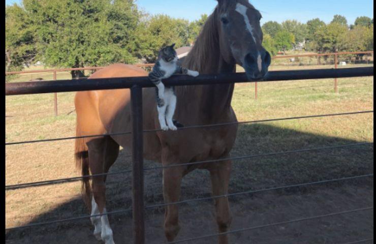Cavallo e gatto insieme