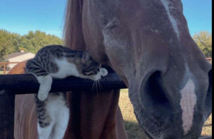 Gatto si avvicina al cavallo