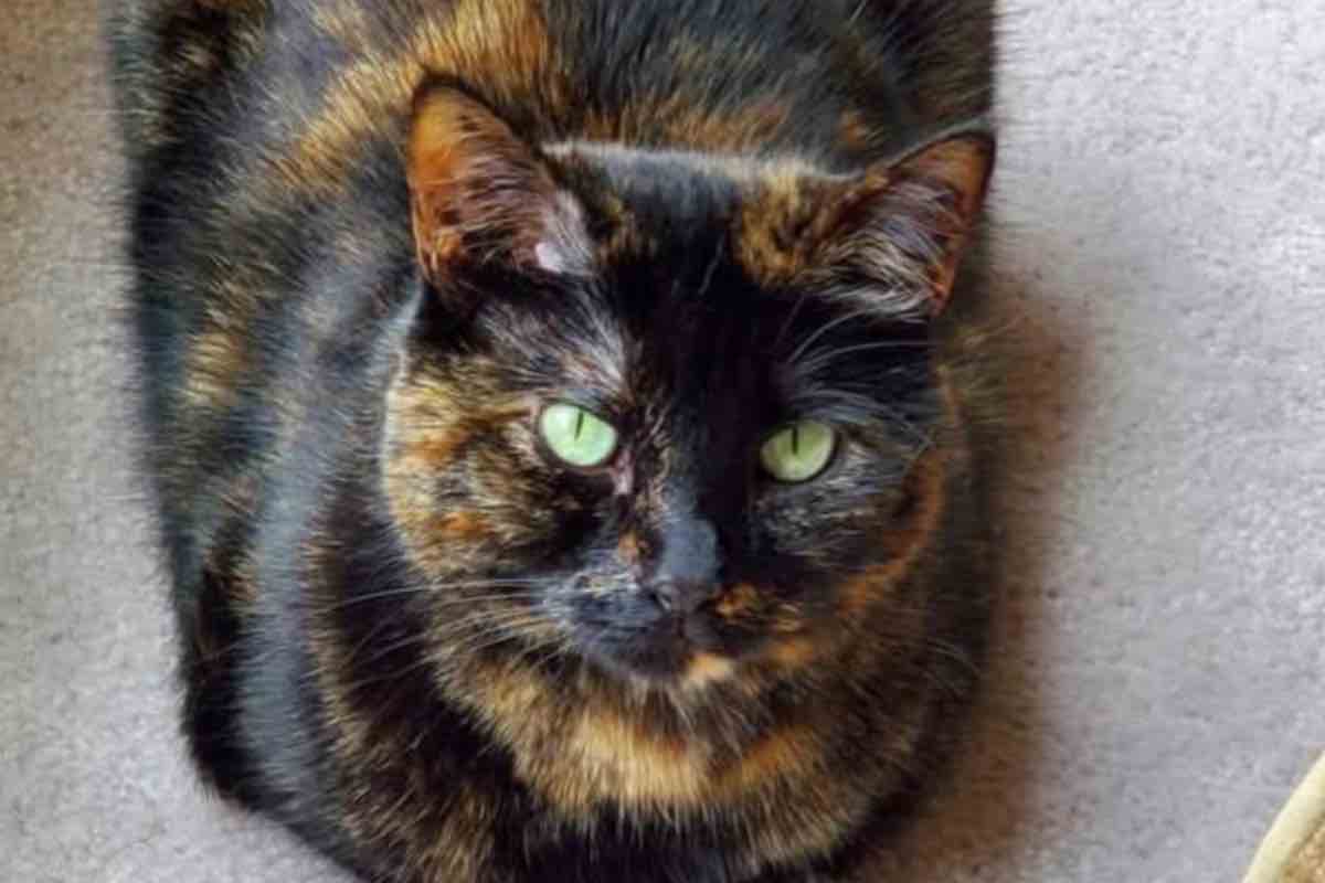 Gatto tartarugato nero e marrone dagli occhi chiari