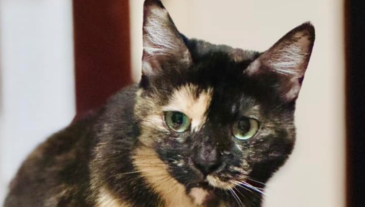 Gatto squamino dagli occhi verdi 