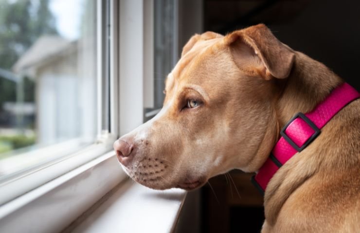 Cane guarda alla finestra