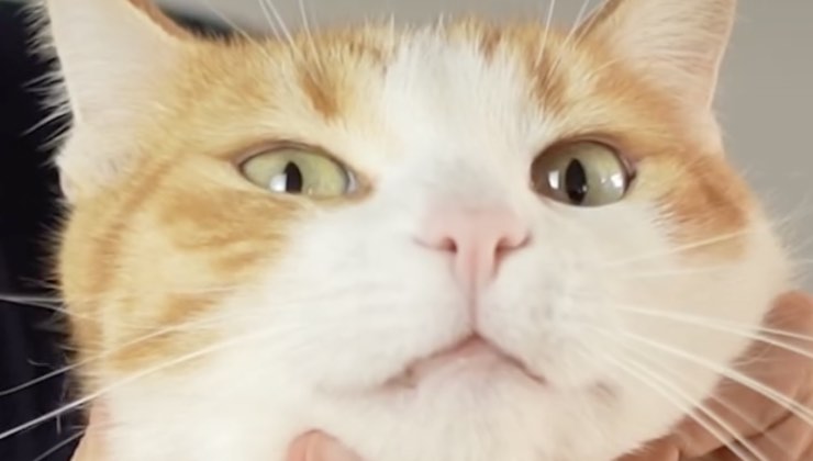 Primo piano sul naso del un gatto bianco e arancione
