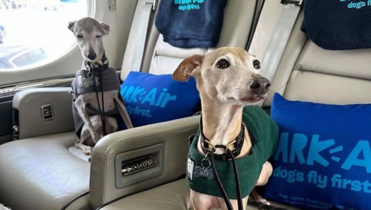 Un volo Bark Air (Facebook Noi che amiamo gli animali - amoreaquattrozampe.live)