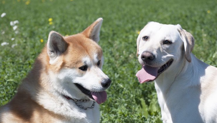 Due cani con dal pelo diverso uno accanto all’altro 