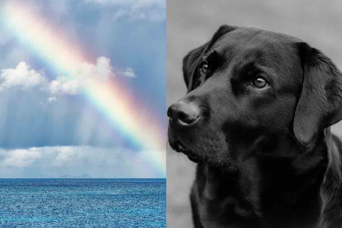 Lo sguardo di un cane verso il Ponte Arcobaleno