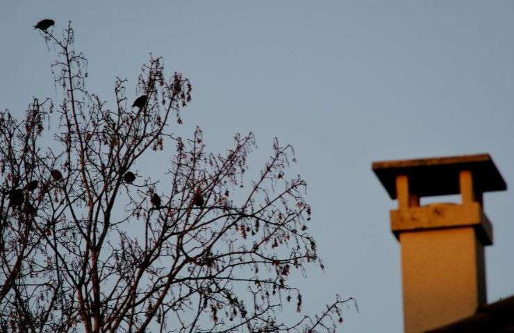 Merlo vicino al caminetto