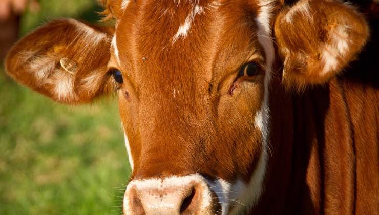 Mucca al pascolo con sguardo allarmato 